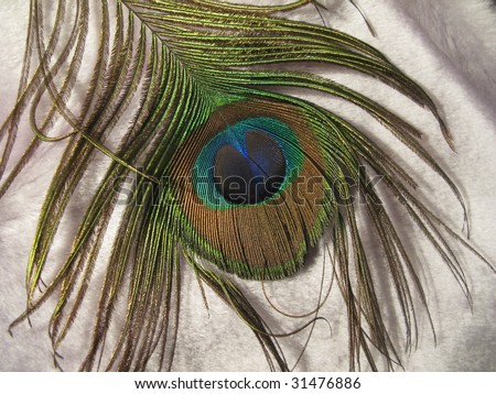 Close up of a peacock feather on fur  background