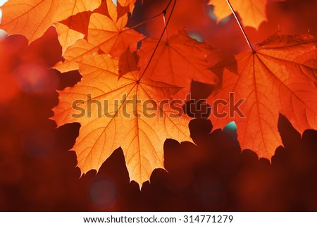 maple leaf red autumn sunset tree blurred  background Royalty-Free Stock Photo #314771279