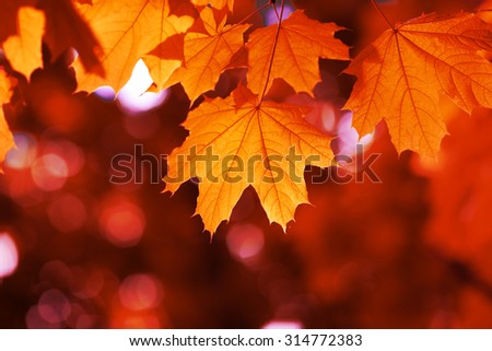 maple leaf red autumn sunset tree blurred  background Royalty-Free Stock Photo #314772383