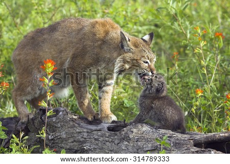 Lynx rufus, Bobcat, Minnesota, USA