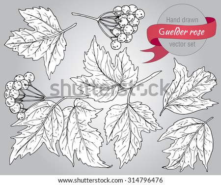 Clip art collection of hand drawn guelder rose plant with berries and leaves