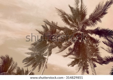 Coconut palm tree over blue sky background,retro effect