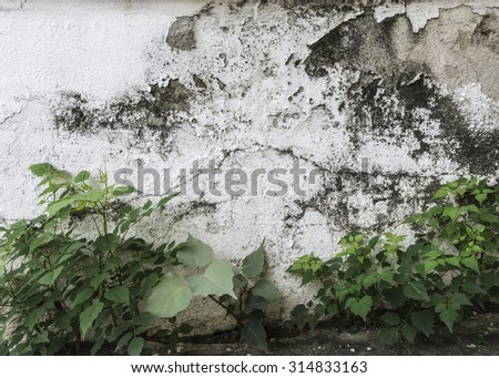 wall background photography