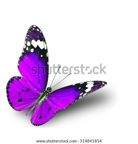 The beautiful flying purple butterfly on white background with soft shadow