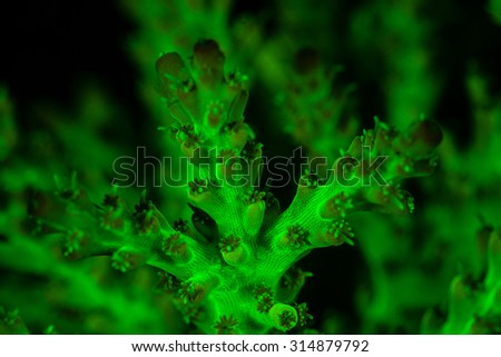 A staghorn coral colony (Acropora sp.) fluoresces as UV light excites fluorescent proteins in the animal's tissues. The evolutionary purpose of fluorescence is unknown. Royalty-Free Stock Photo #314879792