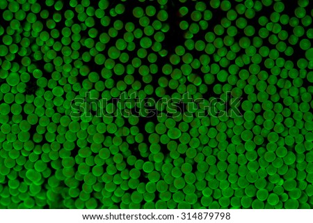 The tips of anemone tentacles (Heteractis mertensii) fluoresce as UV light excites fluorescent proteins in the animal's tissues. The evolutionary purpose of fluorescence is unknown. Royalty-Free Stock Photo #314879798