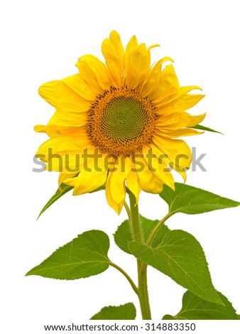 Sunflower isolated on a white background. Closeup front view