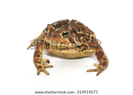 big ugly toad on white background