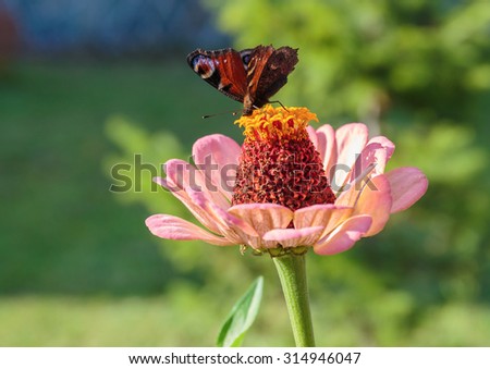 The butterfly sitting on a flower