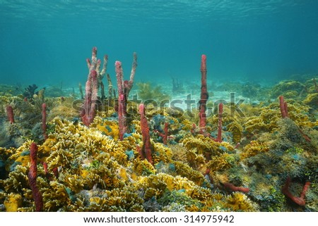 Underwater landscape, colorful seabed composed by sea sponges and fire coral, Caribbean sea, Central America