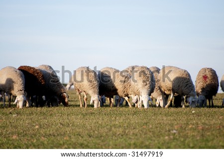 Image of a sheep in green landscape