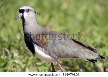 SAO PAULO, SP, BRAZIL - JUNE 28, 2015 - Southern lapwing or chilean lapwing,  Vanellus chilensis, South American Charadriidae  which nests on the ground up to football stadiums  