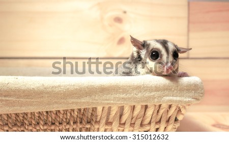 A Chubby Adorable Sugar Rider in a Basket, Abstract Blur Wooden Wall, Toned Photo, Warm Tone [Warm Tone Collection]