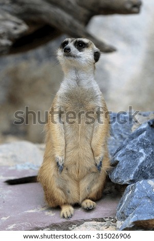 Meerkat standing alert and watchful for danger