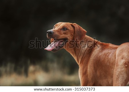 Rhodesian Ridgeback dog outdoor portrait