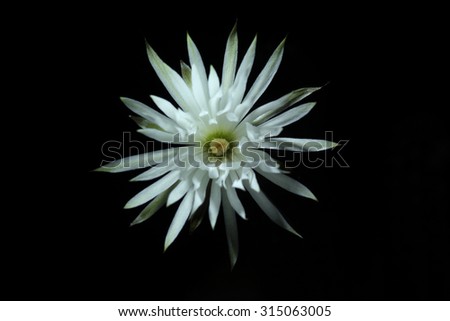 Cactus name setiechinopsis mirabillis. In darkroom, White cactus flower open at night. Isolated in black background.