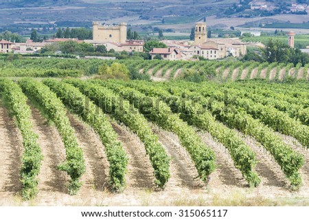 Vineyard, Sajazarra as background, La Rioja (Spain)