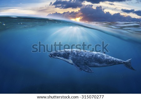 whale in half air Royalty-Free Stock Photo #315070277