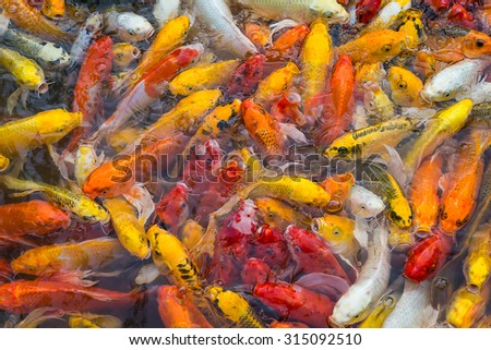 beautiful koi fish swimming in the pond blur for background