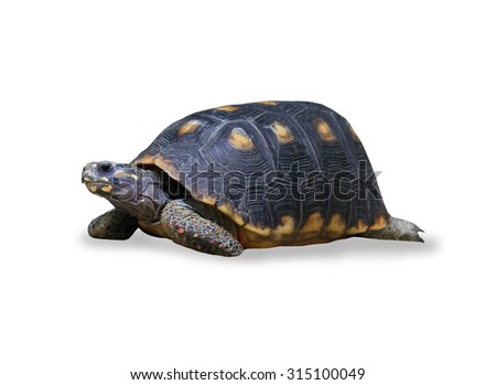 spur-thighed turtle isolated over white
