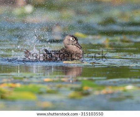 Female Wood Duck Splashing Water