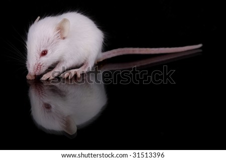 a little white mouse with red eyes