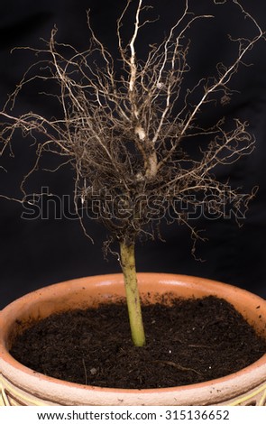 Concept. Contrary roots. The plant growing upside down. Royalty-Free Stock Photo #315136652