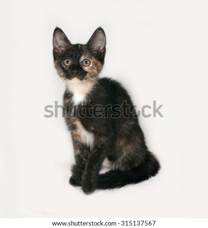 Tricolor kitten sitting on gray background