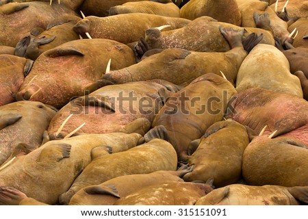 Country of slacker. Incredible picture - sleeping on sand big bodies, lying in whimsical pose. Atlantic walrus, rare animals, endangered species or subspecies O. r. rosmarus