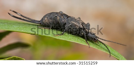 Macro shot of a black earwig