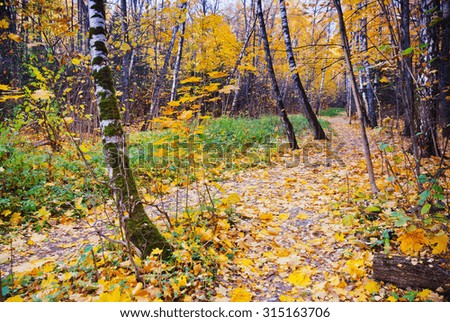 Autumn forest. Russia. Moscow.