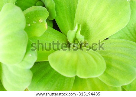 Closed up of Water Lettuce, other common names known as Water Cabbage, Nile cabbage, or shellflower [Scientific Name is Pistia] for Background, Wallpaper