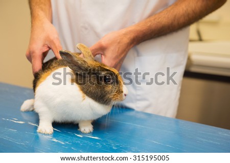 Rabbit on the table at the veterinarian