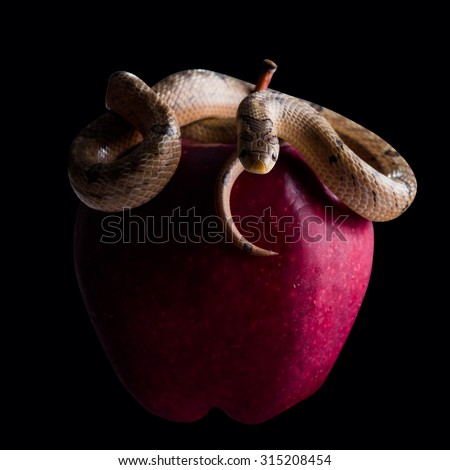 baby snake on apple