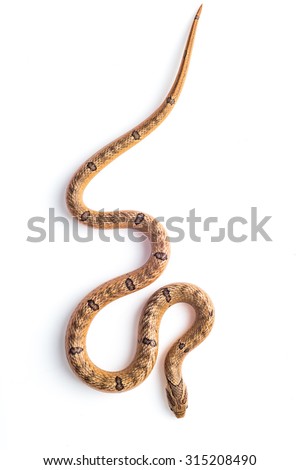 baby snake isolated