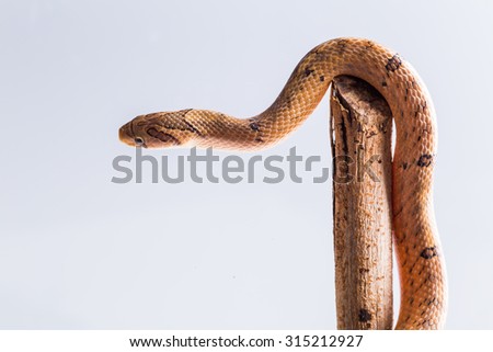 baby snake isolated