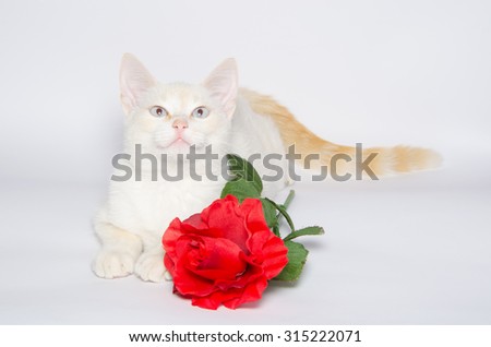 White Kitten with beautiful blue eyes and red rose isolated on white background.