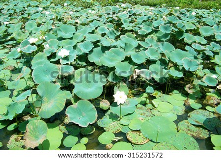 Lotus leaves in Lotus pond