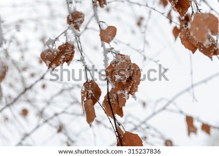Winter picture with tree branches covered with snow and hoarfrost closeup, background