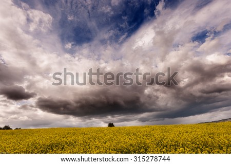 A beautiful canola field under a dramatic cloudy sky