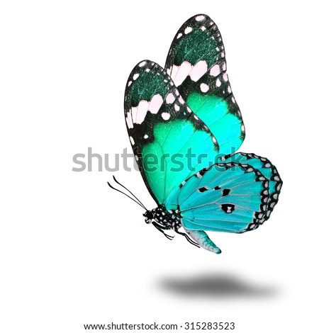 The beautiful flying light green butterfly with nice soft shadow on white background