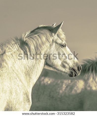 Portrait of the White Camargue Horse in Parc Regional de Camargue - Provence, France (stylized retro)