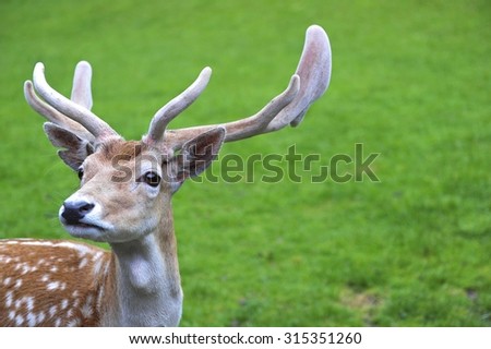 cute spotted fallow dear with green grass background. shallow depth of field (DOF) with selected focusing Royalty-Free Stock Photo #315351260