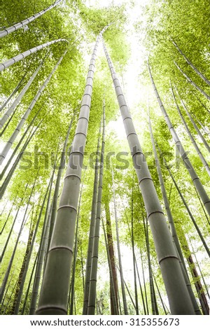 Bamboo field