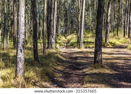 Walking trail or bike in eucalyptus wood