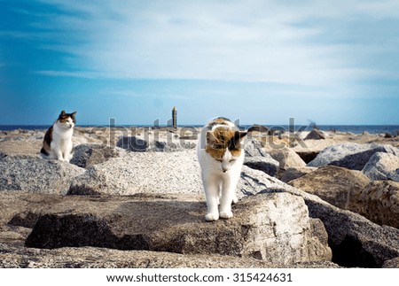 Stray cats in the rocks of the breakwater