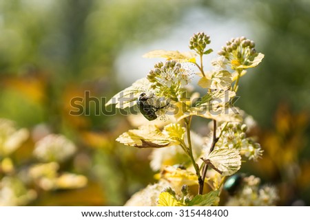 beetle on flowers