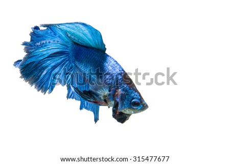 "Blue Halfmoon Betta" capture the moving moment beautiful of siam betta fish in thailand on white background