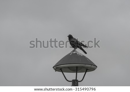  black crow sitting on the lighting
