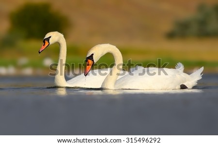 Two Swans  in love